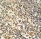 Mastermind Like Transcriptional Coactivator 3 antibody, LS-C163980, Lifespan Biosciences, Immunohistochemistry paraffin image 