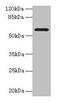 Monoamine Oxidase A antibody, CSB-PA013398LA01HU, Cusabio, Western Blot image 