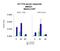 Mediator Complex Subunit 31 antibody, NBP1-56861, Novus Biologicals, Western Blot image 