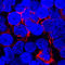 CD70 Molecule antibody, MAB2738, R&D Systems, Western Blot image 