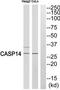 Caspase 14 antibody, TA312750, Origene, Western Blot image 