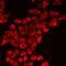 Hypoxia Up-Regulated 1 antibody, orb412472, Biorbyt, Immunofluorescence image 
