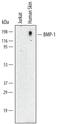 Bone Morphogenetic Protein 1 antibody, MAB1927, R&D Systems, Western Blot image 