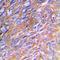 Collagen Type III Alpha 1 Chain antibody, orb213759, Biorbyt, Immunohistochemistry paraffin image 