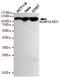 Lysine Demethylase 1A antibody, STJ99025, St John