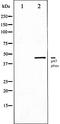 Neutrophil Cytosolic Factor 1 antibody, orb106372, Biorbyt, Western Blot image 