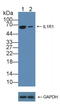 Interleukin 1 Receptor Type 1 antibody, LS-C294807, Lifespan Biosciences, Western Blot image 