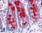 SLC9A3 Regulator 1 antibody, LS-B6196, Lifespan Biosciences, Immunohistochemistry paraffin image 