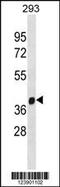 FA Complementation Group L antibody, 60-582, ProSci, Western Blot image 