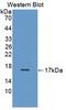 Vascular Endothelial Growth Factor B antibody, LS-C720753, Lifespan Biosciences, Western Blot image 