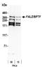 Bromodomain PHD Finger Transcription Factor antibody, NB100-41418, Novus Biologicals, Western Blot image 