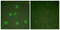 Cullin 1 antibody, abx013050, Abbexa, Western Blot image 