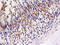 G Protein-Coupled Receptor 55 antibody, orb221414, Biorbyt, Immunohistochemistry paraffin image 