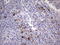 R-spondin-1 antibody, LS-C339254, Lifespan Biosciences, Immunohistochemistry frozen image 