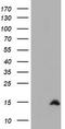 Cystatin SA antibody, LS-C173763, Lifespan Biosciences, Western Blot image 