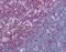 Lymphocyte Cytosolic Protein 2 antibody, orb87727, Biorbyt, Immunohistochemistry paraffin image 