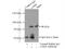 MYB Proto-Oncogene, Transcription Factor antibody, 17800-1-AP, Proteintech Group, Immunoprecipitation image 