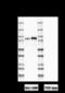 ADAM Metallopeptidase Domain 22 antibody, 818403, BioLegend, Western Blot image 