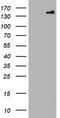 Protocadherin 7 antibody, LS-C174335, Lifespan Biosciences, Western Blot image 