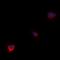 WW Domain Containing Oxidoreductase antibody, orb393188, Biorbyt, Immunofluorescence image 