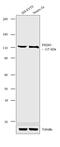 Discs Large MAGUK Scaffold Protein 2 antibody, PA1-043, Invitrogen Antibodies, Western Blot image 