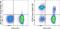 Neural Cell Adhesion Molecule 1 antibody, 62-0566-41, Invitrogen Antibodies, Flow Cytometry image 