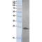 Growth Factor, Augmenter Of Liver Regeneration antibody, LS-C387281, Lifespan Biosciences, Western Blot image 