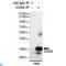 Caudal Type Homeobox 2 antibody, LS-C812916, Lifespan Biosciences, Immunoprecipitation image 