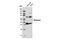 Rhodopsin antibody, 8710S, Cell Signaling Technology, Western Blot image 