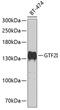 General Transcription Factor IIi antibody, A00903, Boster Biological Technology, Western Blot image 