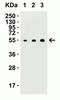 ARP antibody, NBP1-76837, Novus Biologicals, Western Blot image 