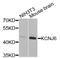 Potassium Voltage-Gated Channel Subfamily J Member 6 antibody, STJ111976, St John