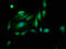PAS Domain Containing Serine/Threonine Kinase antibody, LS-C671787, Lifespan Biosciences, Immunofluorescence image 