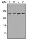 Myosin Heavy Chain 10 antibody, orb411896, Biorbyt, Western Blot image 