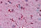 Ferritin Light Chain antibody, MBS243685, MyBioSource, Immunohistochemistry frozen image 