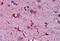 Ferritin Light Chain antibody, MBS243685, MyBioSource, Immunohistochemistry frozen image 