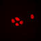 Distal-Less Homeobox 3 antibody, LS-C355997, Lifespan Biosciences, Immunofluorescence image 