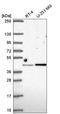 Interferon Regulatory Factor 2 antibody, HPA057327, Atlas Antibodies, Western Blot image 