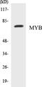 MYB Proto-Oncogene, Transcription Factor antibody, EKC1390, Boster Biological Technology, Western Blot image 