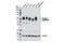 Basigin (Ok Blood Group) antibody, 13287S, Cell Signaling Technology, Western Blot image 