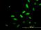 TSC22 Domain Family Member 4 antibody, H00081628-M07, Novus Biologicals, Immunofluorescence image 