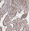 Ribosomal Protein S27a antibody, FNab07471, FineTest, Immunohistochemistry frozen image 