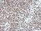 POU Class 2 Homeobox 1 antibody, PA5-28209, Invitrogen Antibodies, Immunohistochemistry paraffin image 