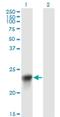 Biliverdin Reductase B antibody, H00000645-M09, Novus Biologicals, Western Blot image 