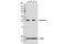 Annexin A1 antibody, 32934T, Cell Signaling Technology, Western Blot image 