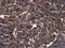 Beta-2-Microglobulin antibody, NBP2-15566, Novus Biologicals, Immunohistochemistry paraffin image 