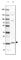 Family With Sequence Similarity 210 Member B antibody, HPA042652, Atlas Antibodies, Western Blot image 