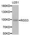 Regulator Of G Protein Signaling 3 antibody, STJ28802, St John