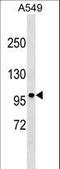 DISC1 Scaffold Protein antibody, LS-C159461, Lifespan Biosciences, Western Blot image 