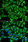 Cytochrome C, Somatic antibody, A0225, ABclonal Technology, Immunofluorescence image 